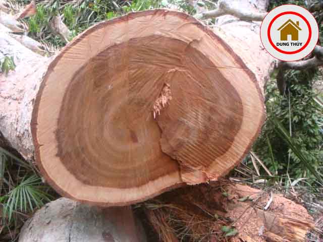 bàn ghế phòng khách gỗ xoan đào có tốt không
