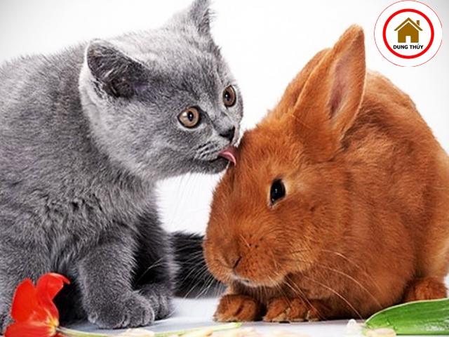 Việt Nam Tết Mèo Trung Quốc Tết thỏ